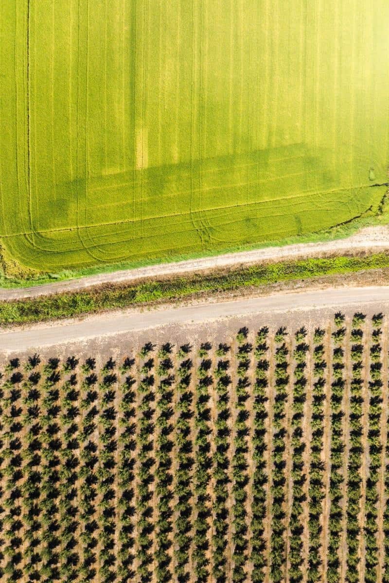 overhead drone image of rice and prune fields