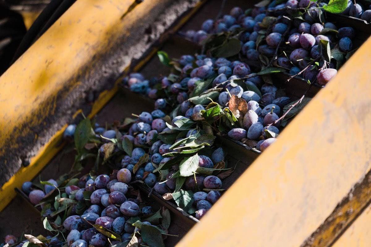 plum prunes being harvested
