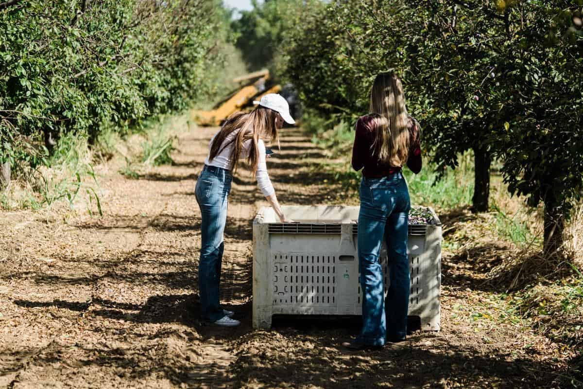 women looking in harvest bin on prune farm