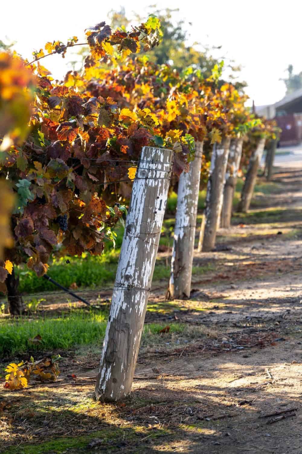 the vineyard at Fresno State
