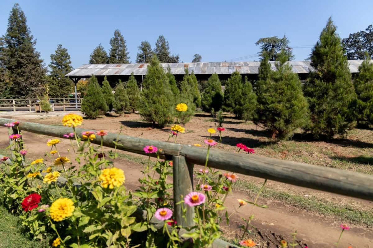 Monterey pines growing at Hillcrest Tree Farm