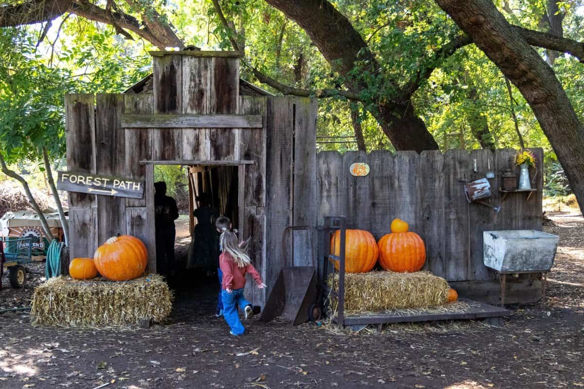 kids running through a structure at Hillcrest Tree Farm