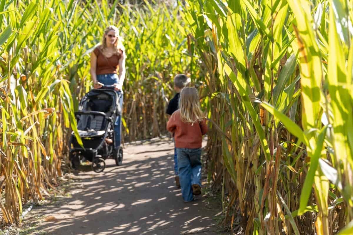 kids wandering through the corn maze at Hillcrest Tree Farm