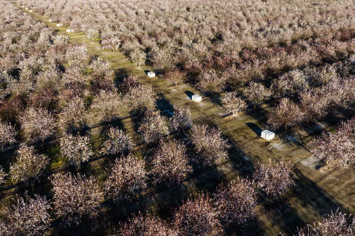 During Blossom Trail season in Fresno County, Hillcrest Tree Farm opens up for visitors