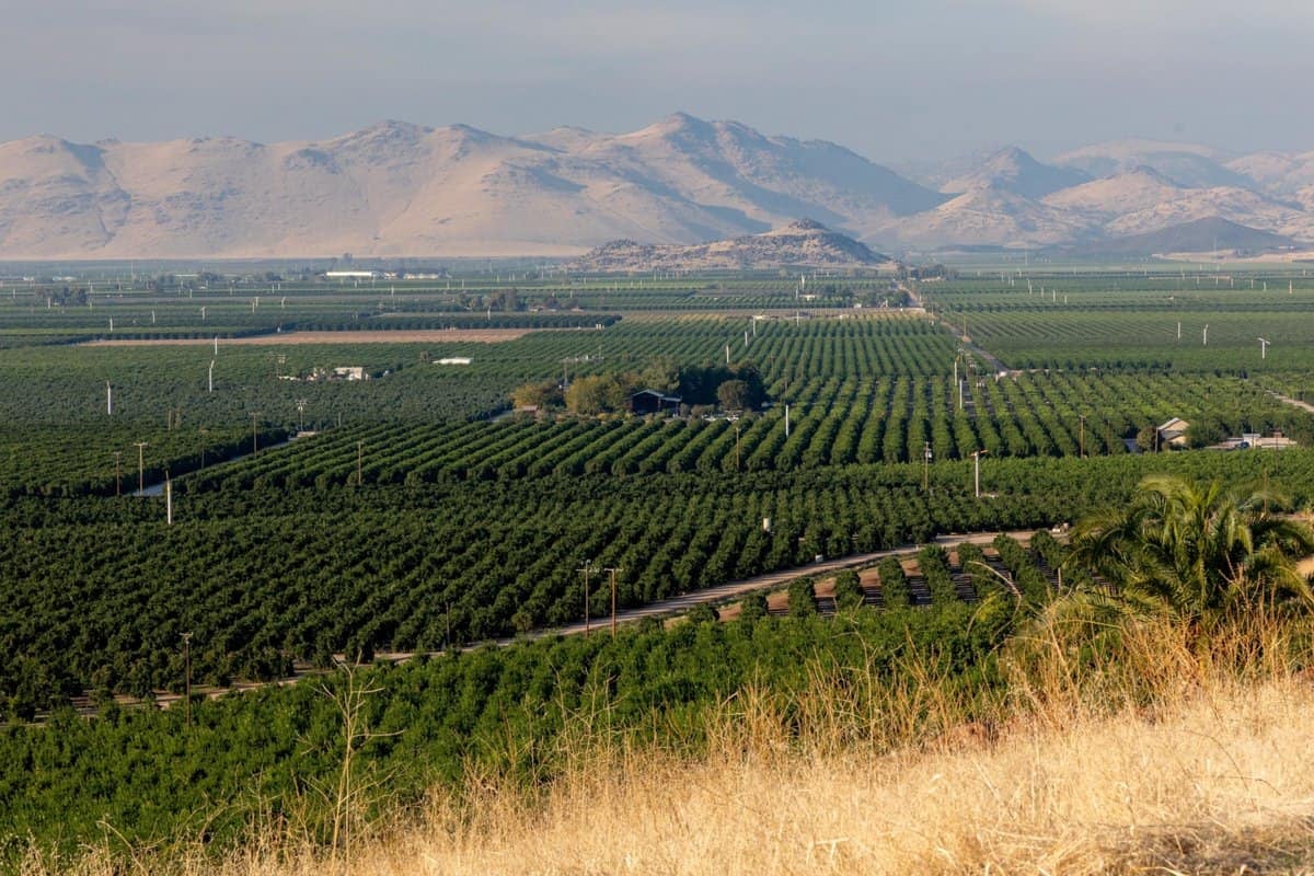 Citrus orchards in Exeter, California