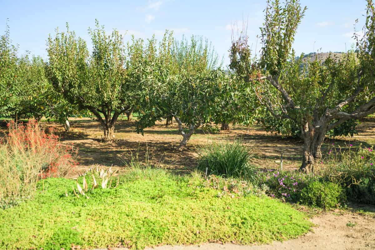 Trees at Andy's Orchard