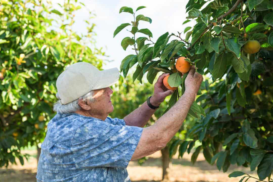 Andy inspecting the fruit at Andy's Orchard