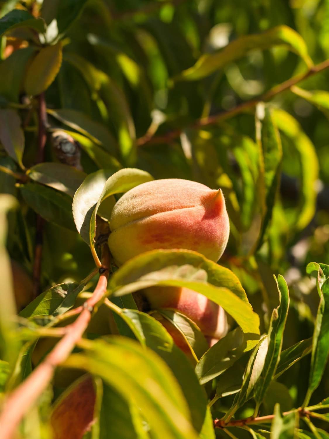 peaches on a tree