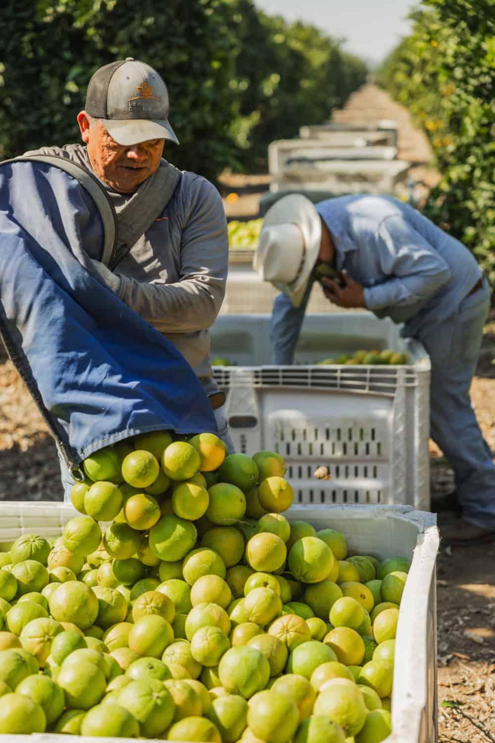 harvesting green citrus at Kings River Packing