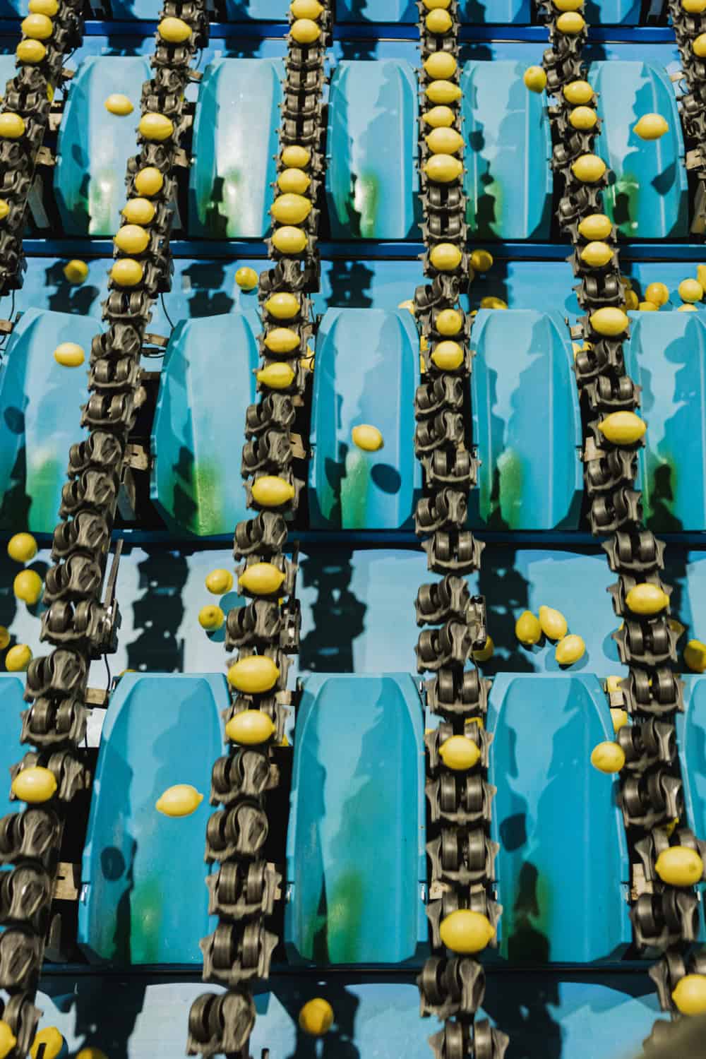 automated produce sorting at Kings River Packing