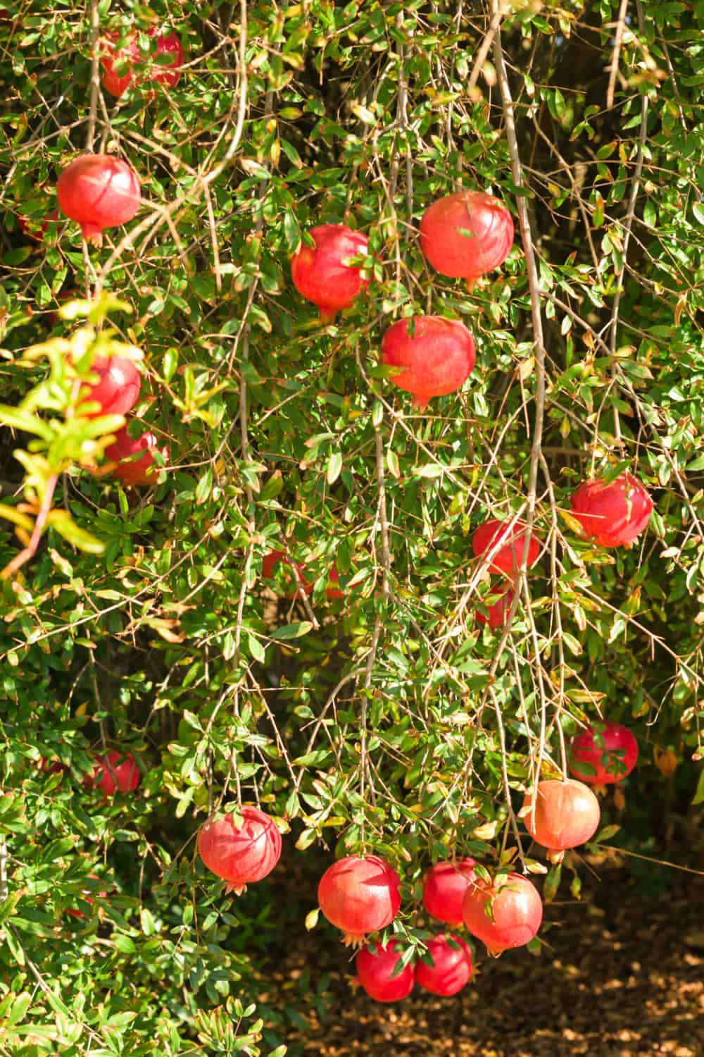 ripe pomegranates on a tree, ready to be harvested
