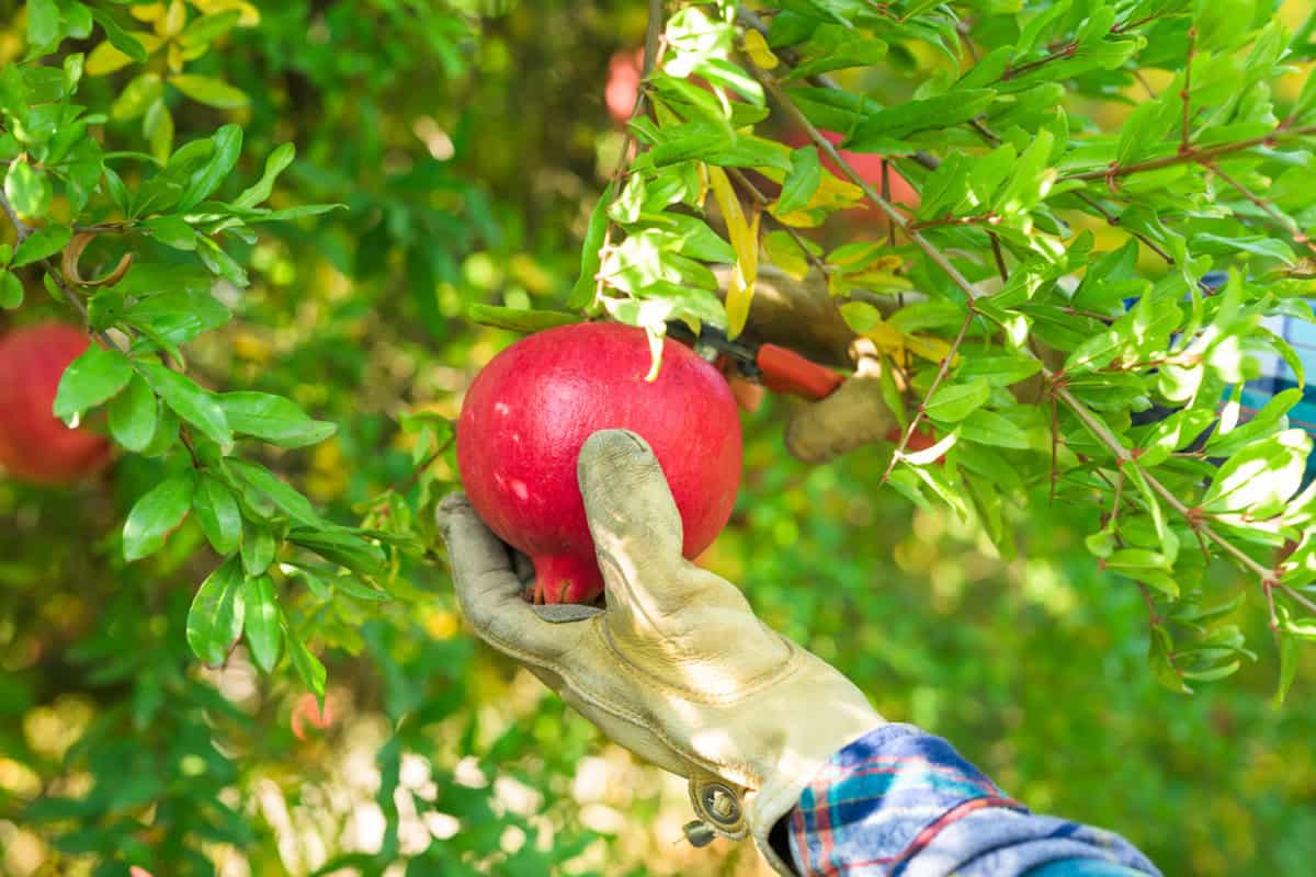 person harvesting pomegranates wearing gloves and using clippers