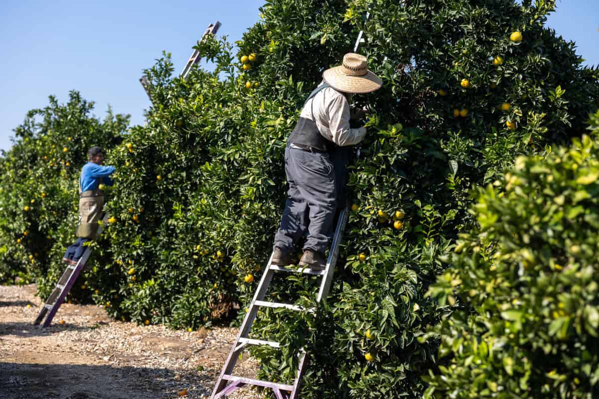 Citrus harvest at Kings River Packing