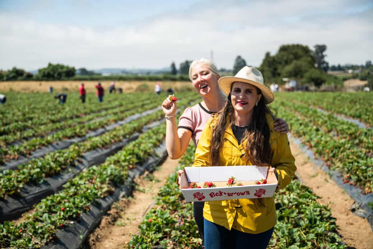 u-pick produce at Gizdich Ranch