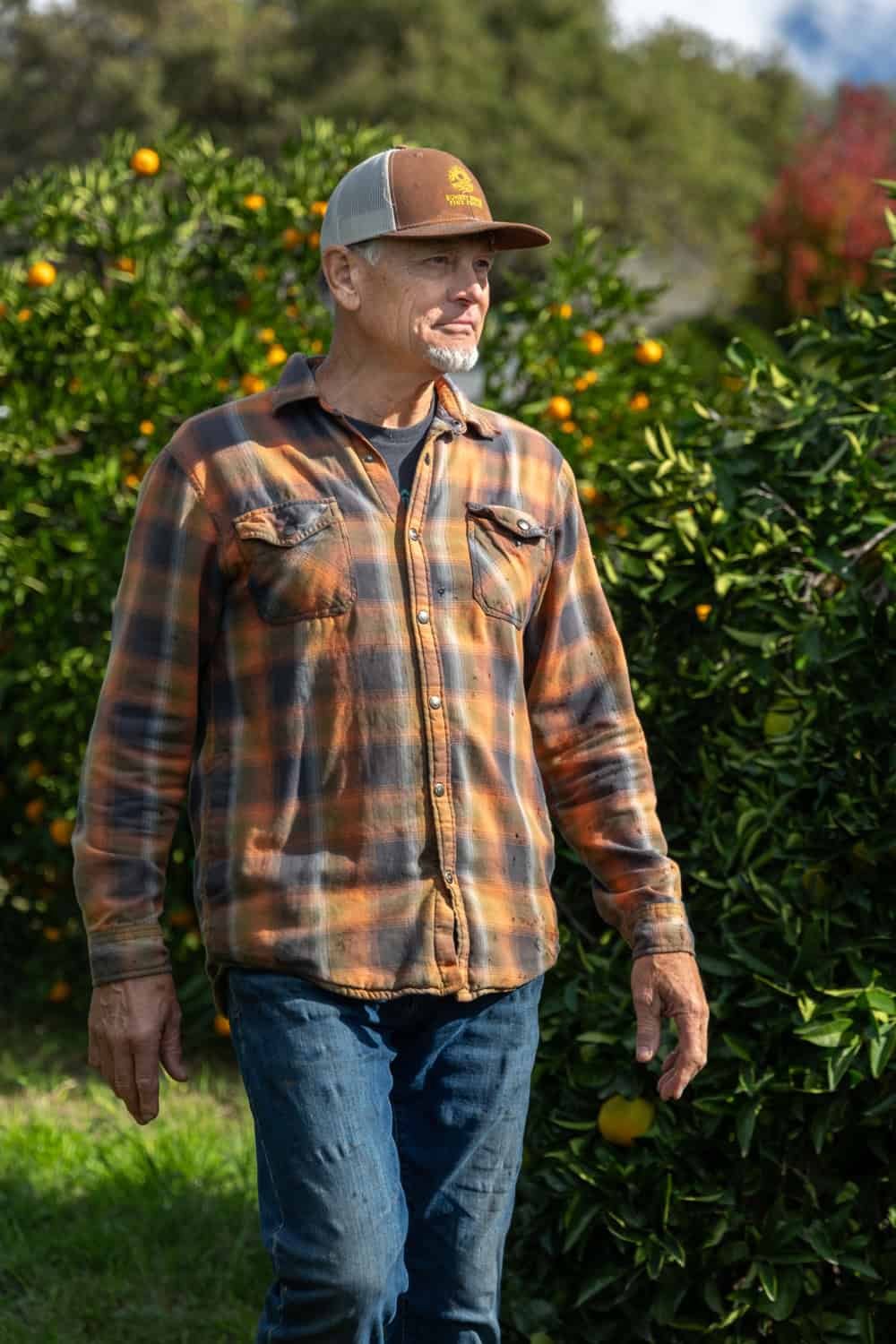 greg lewis walking through the mandarin orchard at sunset ridge fine fruits