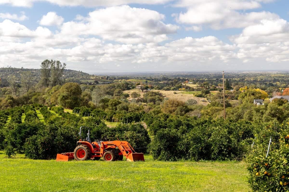 the view from Sunset Ridge Fine Fruits - a U-pick mandarin and citrus farm
