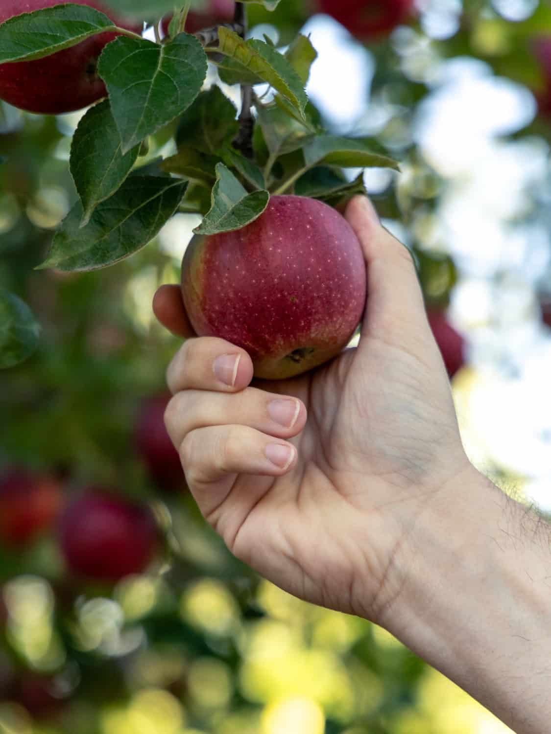 hand reaching to pick an apple from the tree