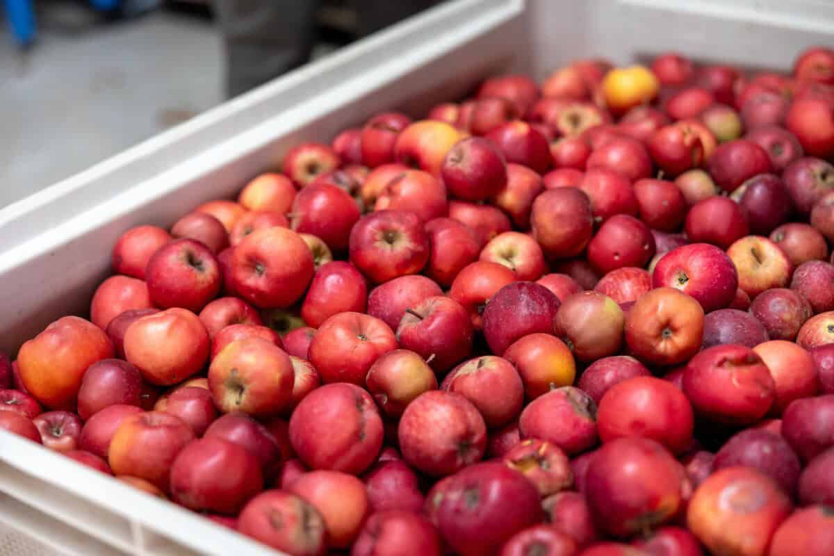 a tub of Arkansas black apples ready to be turned into cider at Posterity Ciderworks