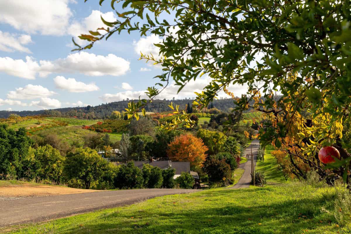 The view from the top at Twin Peaks Orchards