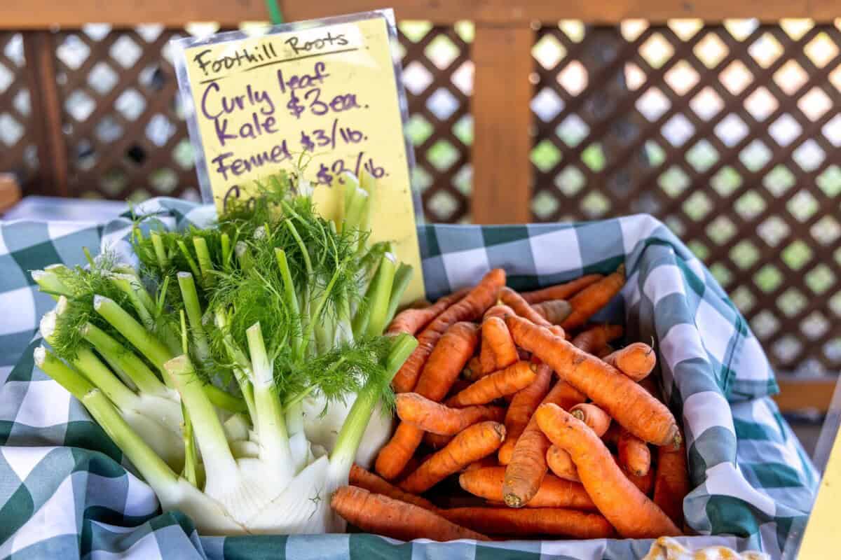 carrots and fennel at Twin Peaks Orchards