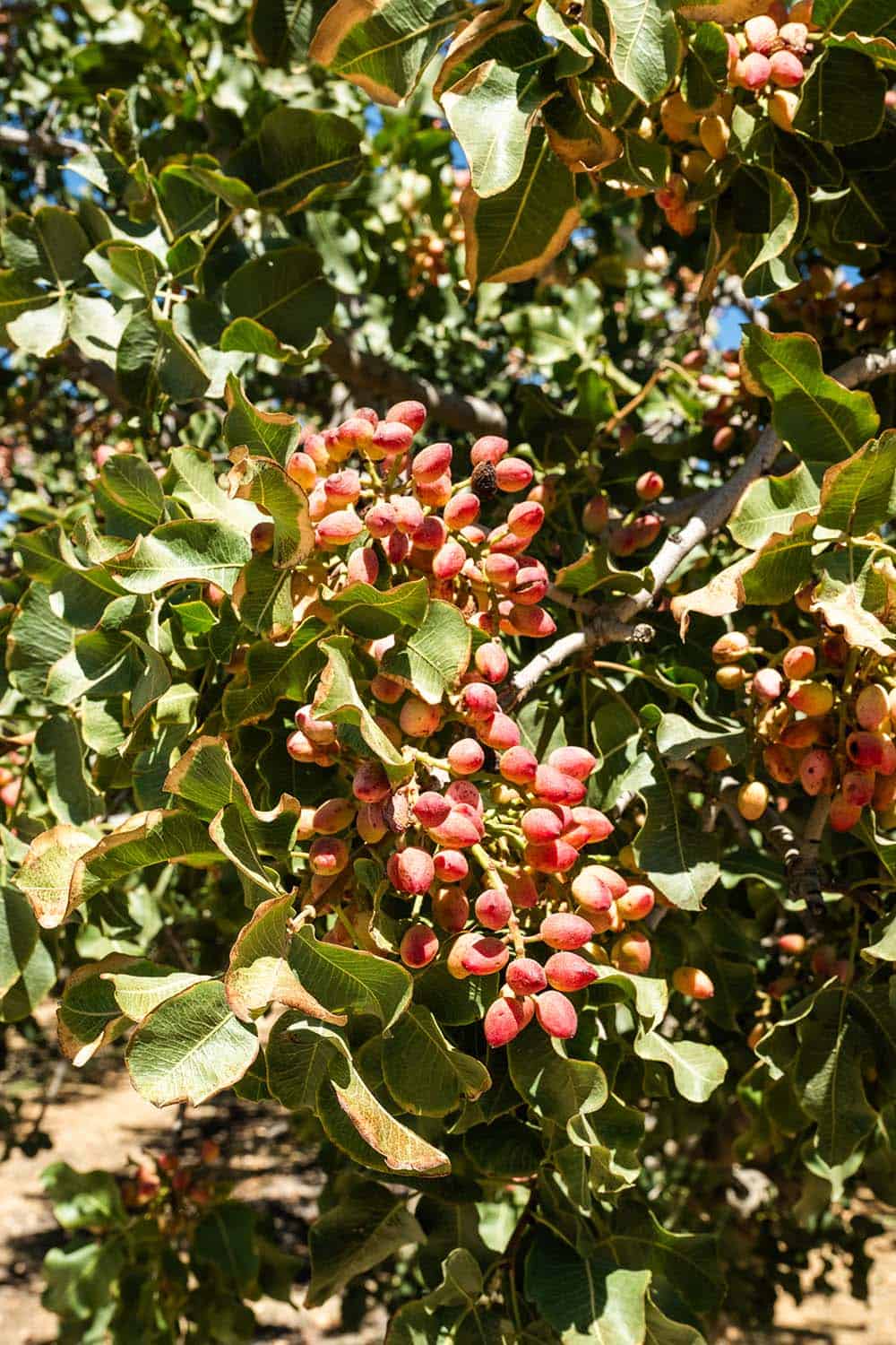 Pistachios on a tree ready for harvest.