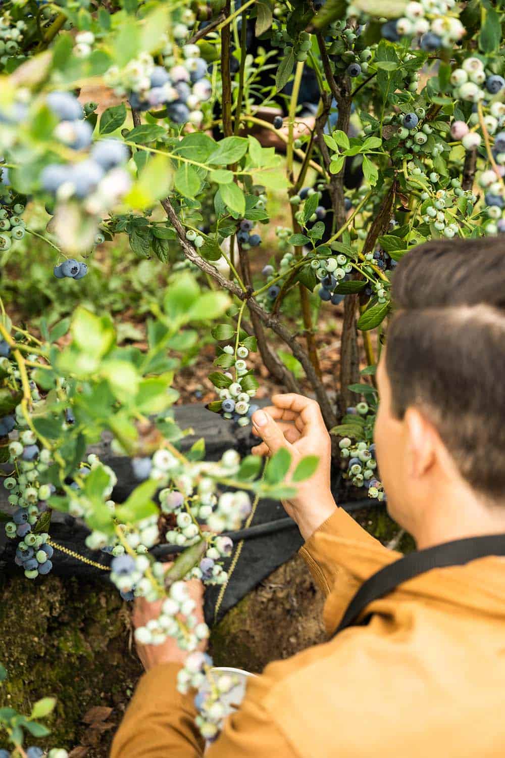 A man picking blueberries.