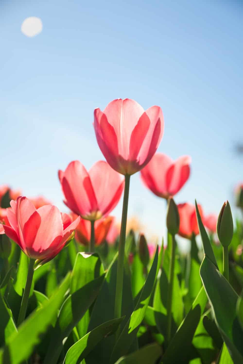 Tulips growing at Dutch Hollow Farms