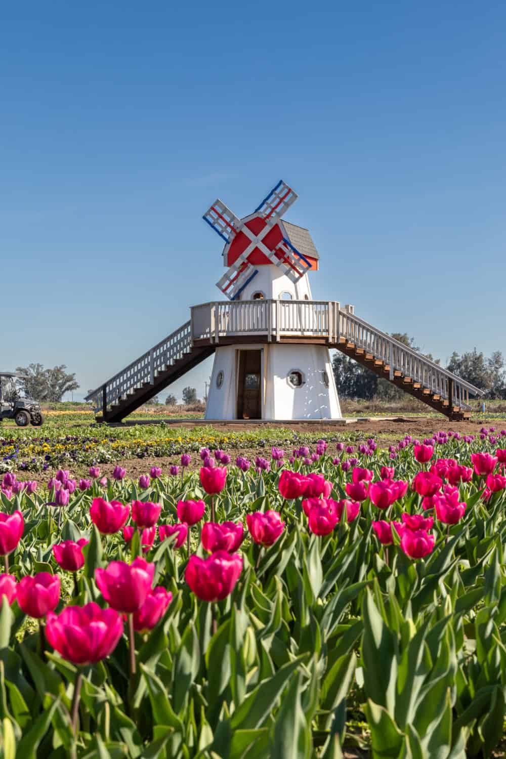rows of tulips at Dutch Hollow Farms with the mini windmill in the background