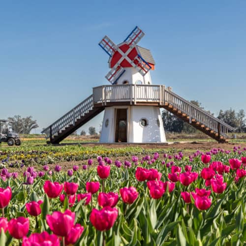 Explore Dutch Hollow Farms for U-Pick Flowers, Pumpkins and Seasonal Fun