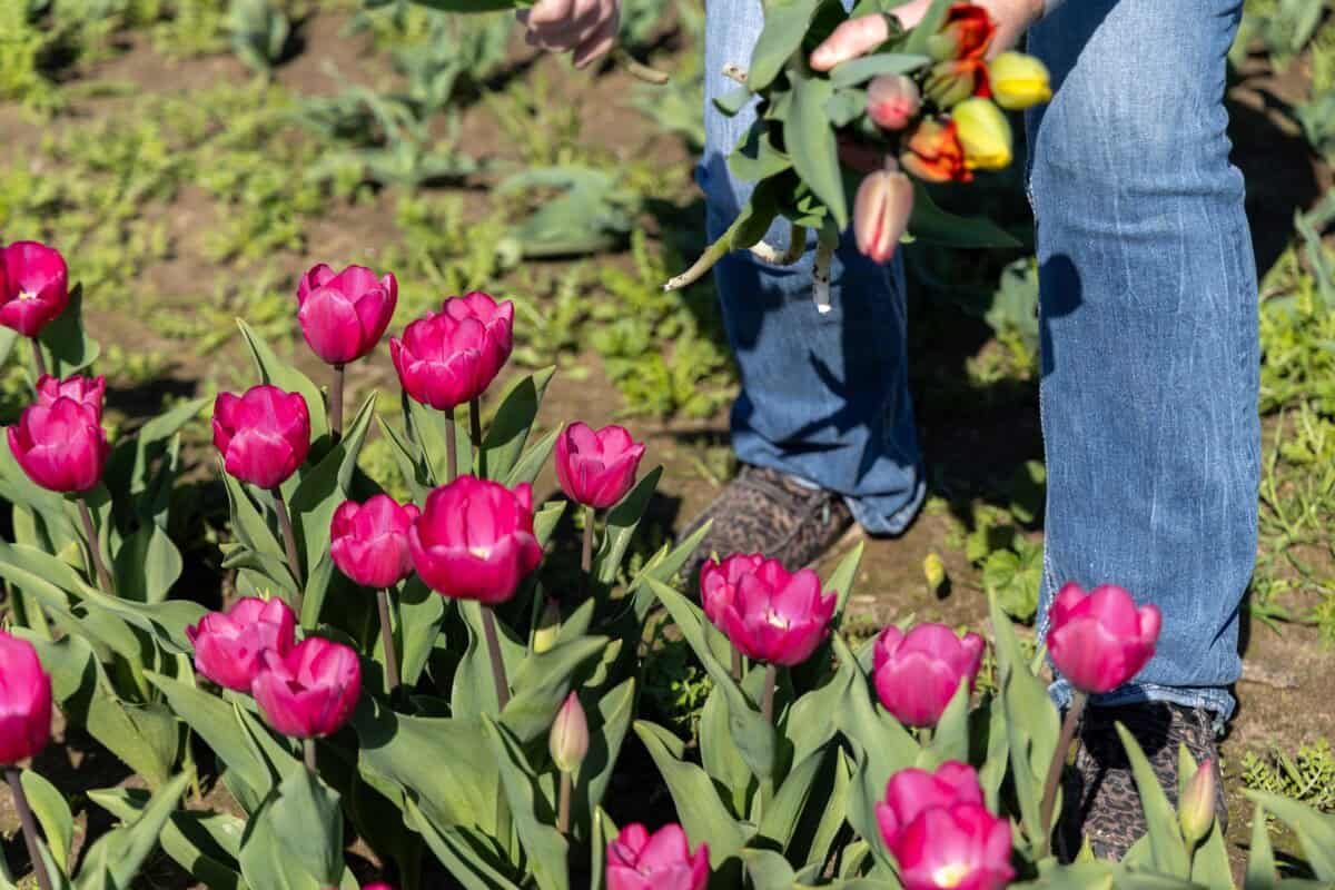 Guest gathering flowers at Dutch Hollow Farms