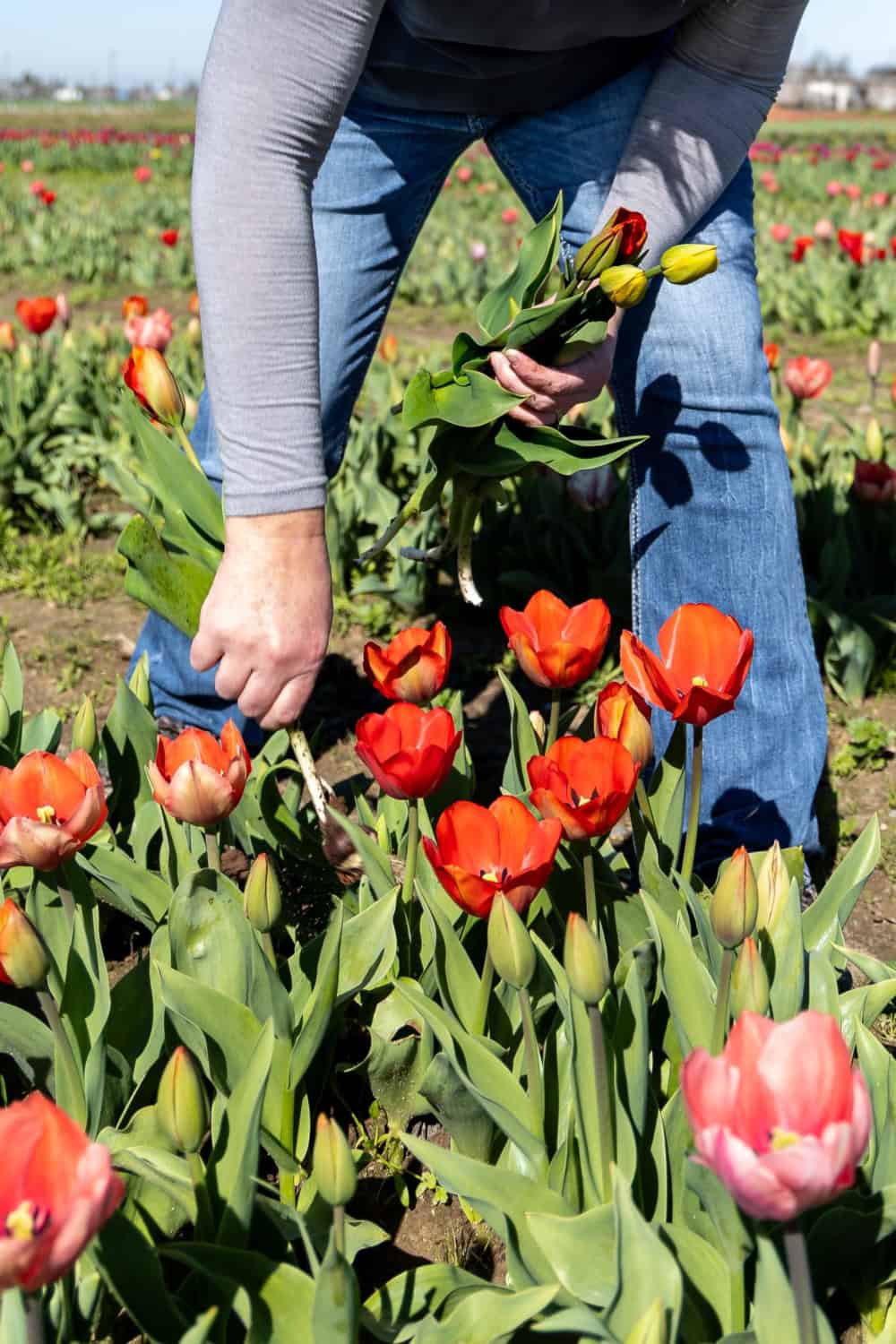 picking flowers at Dutch Hollow Farms, a u-pick flower farm
