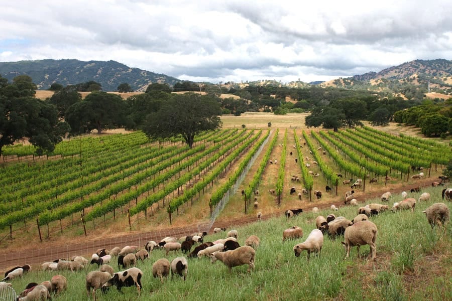 Sheep grazing at Turkovich Family Wines