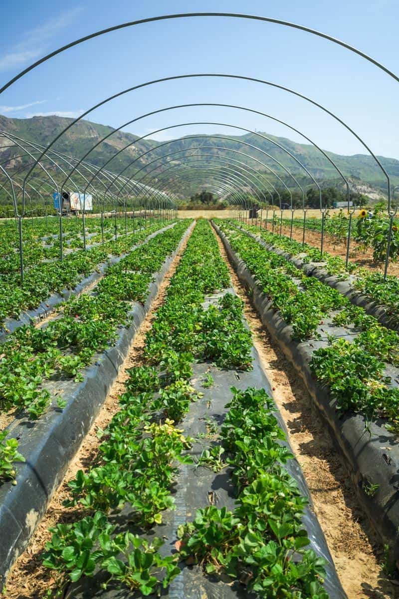 plants growing in a hoop house