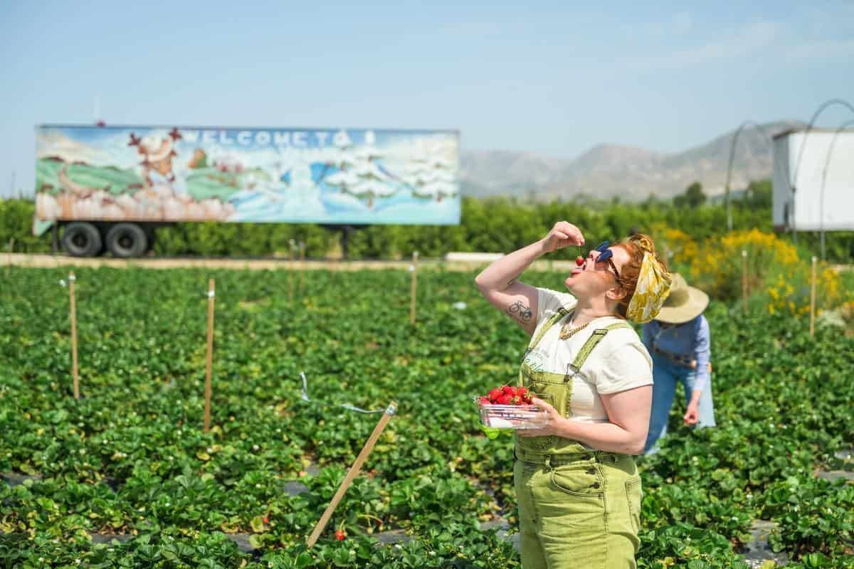 people picking strawberries in a U pick field