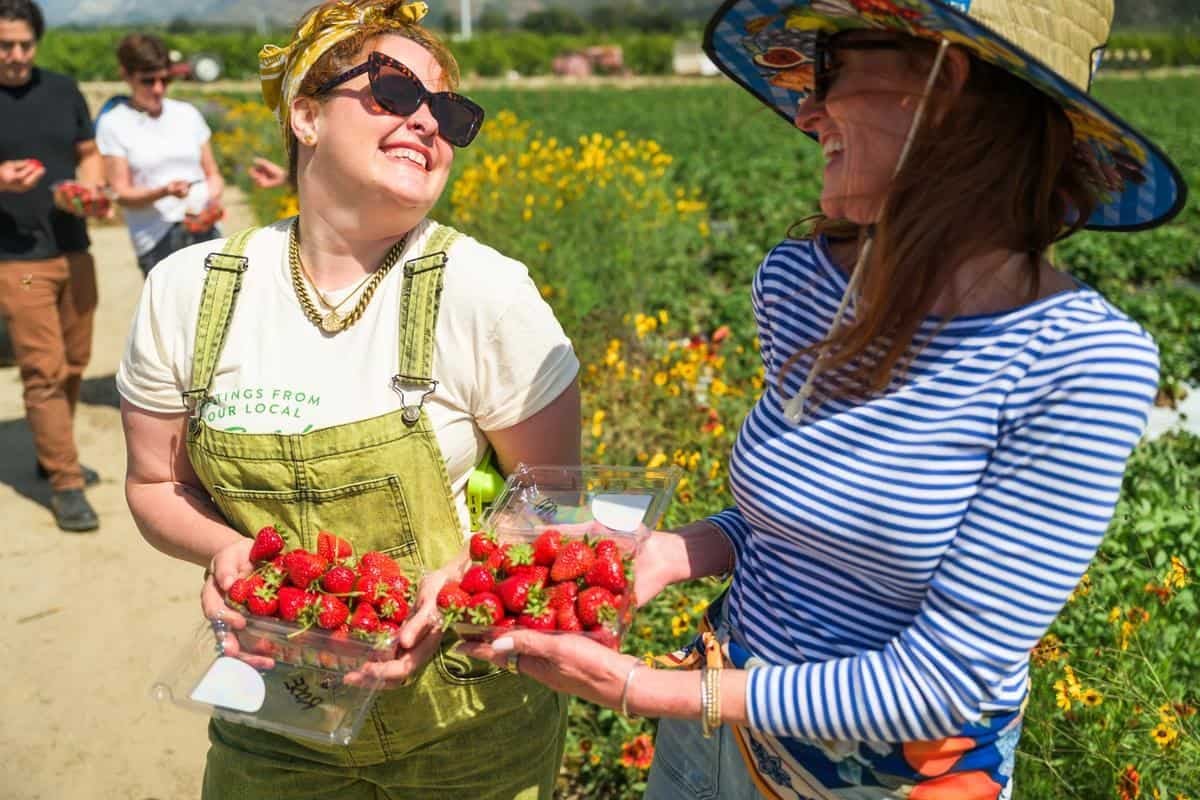 people picking strawberries in a U pick field