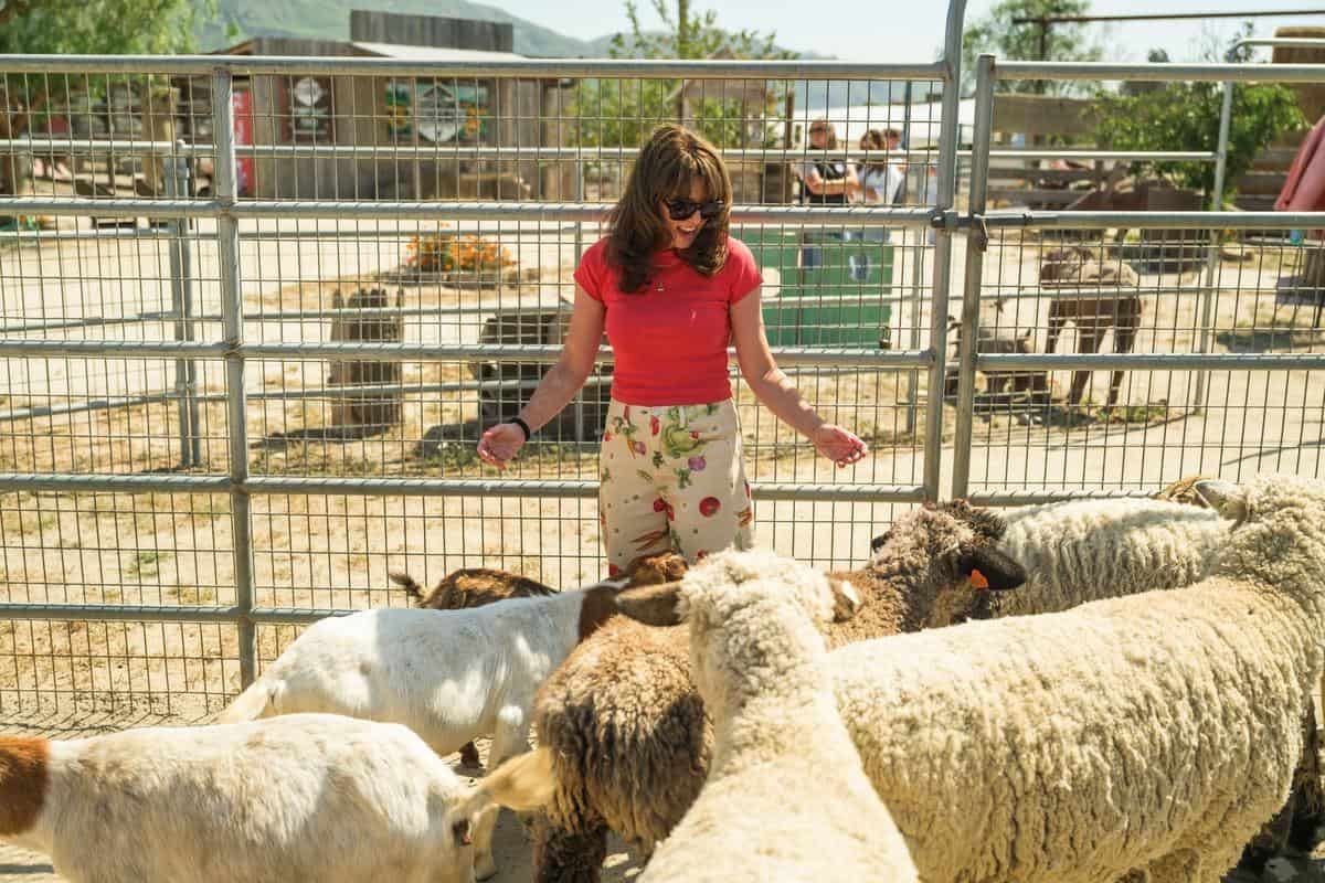 woman with sheep in a petting zoo