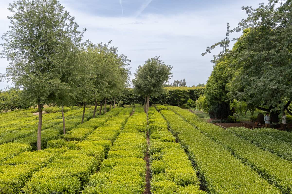 Oak trees planted among the tea plants at Redwood Tea Estate
