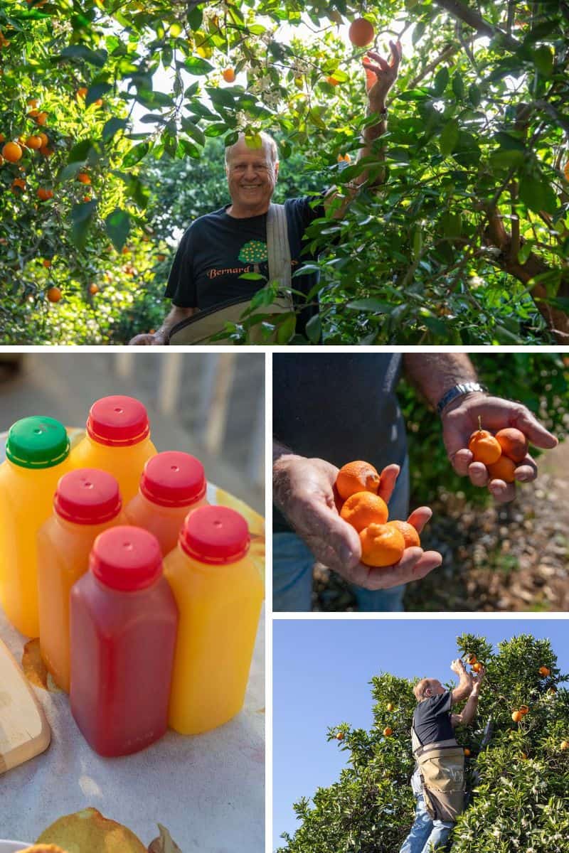 Orangestar ピンズ ピック コンプリート Why Bernard Ranch Citrus Stands Out at SoCal Farmers Markets