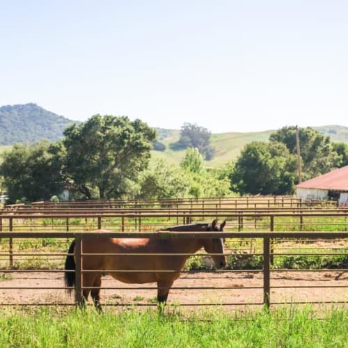 At Rancho San Julian, Elizabeth Poett’s Table Begins With the Land