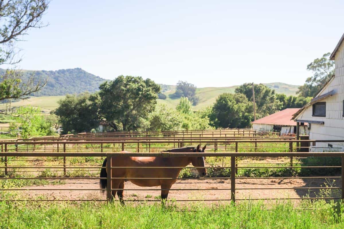 horse behind a wooden fence
