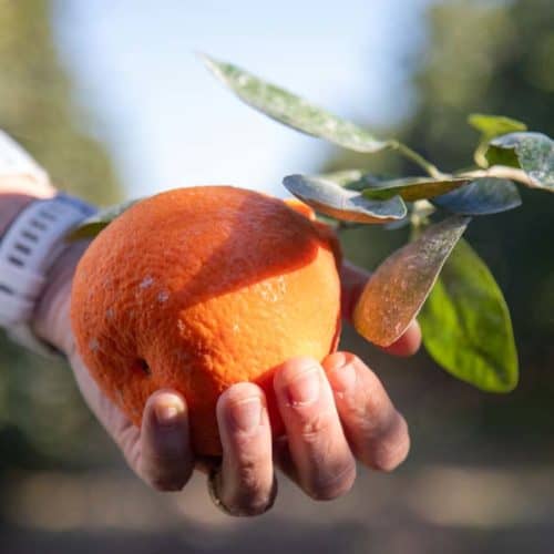 What Grows in Imperial County: California’s Winter Salad Bowl