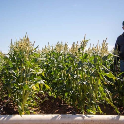 Five Crowns: Sweet Corn & Melons from Imperial Valley