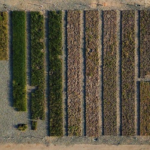 Greenbelt Growers Nurseries: Redefining California Landscaping