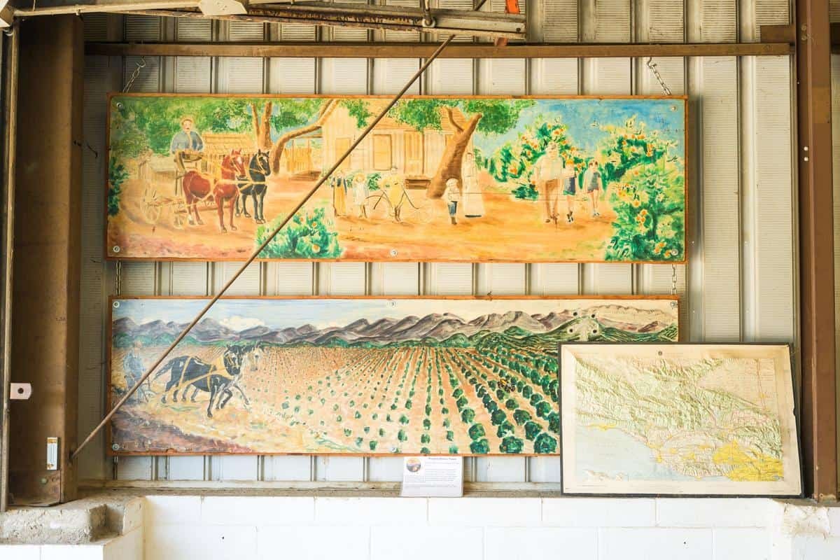 Friends Ranches with farmer/owner Emily Ayala, Ojai CA, home of Ojai Pixies + other citrus fruit | Ventura County