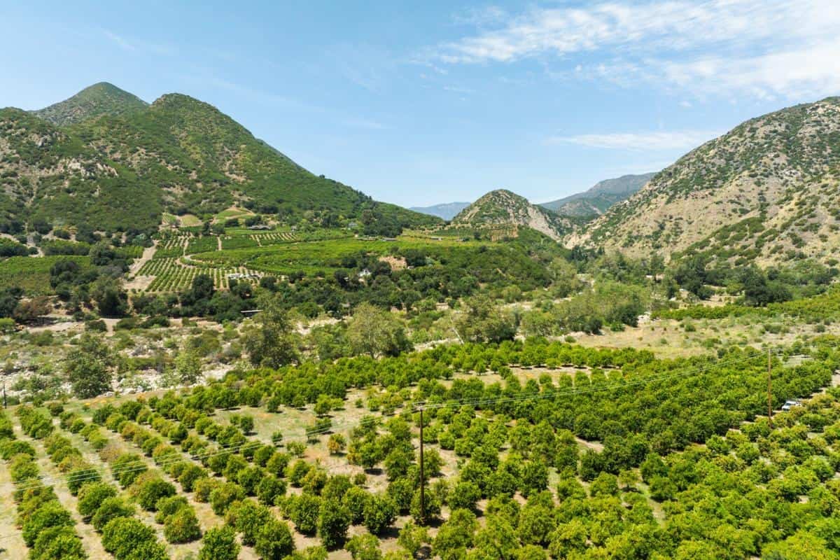 drone image of citrus groves