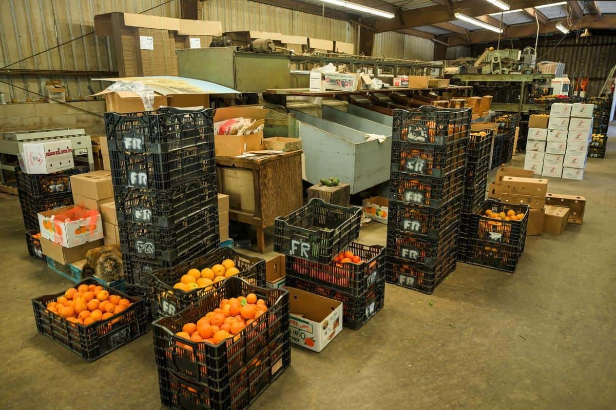 inside of a citrus packing house