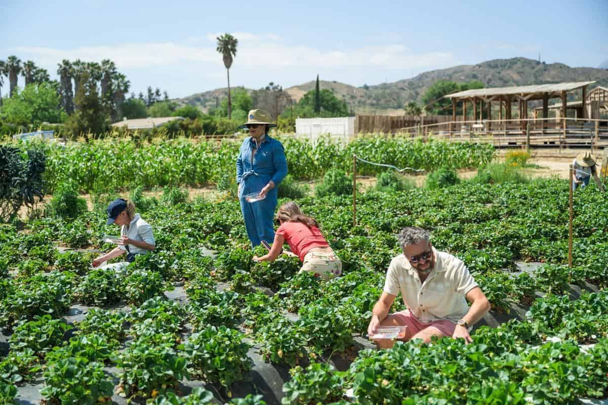 people picking strawberries in a U pick field