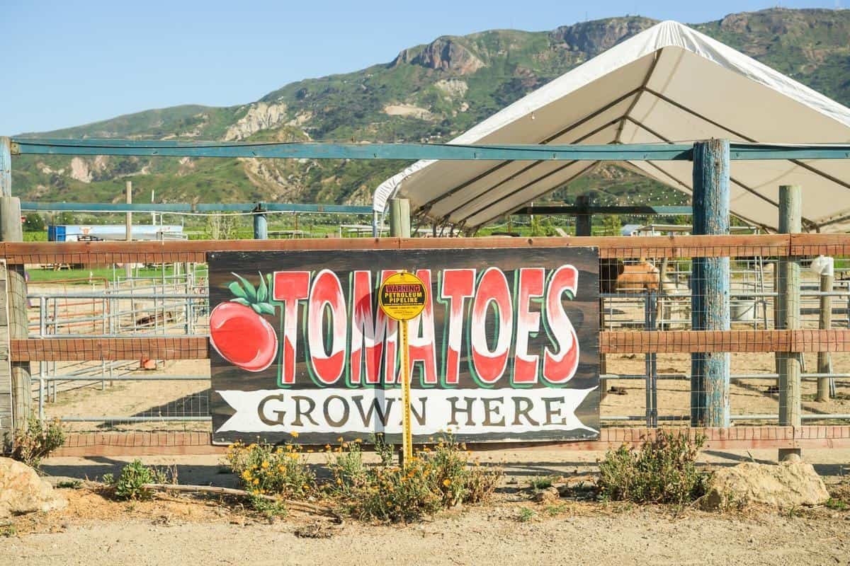 tomatoes grown here sign on a fence