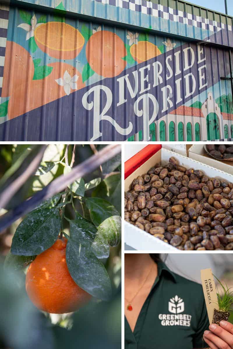 What Grows in Riverside County: Desert to Wine Country