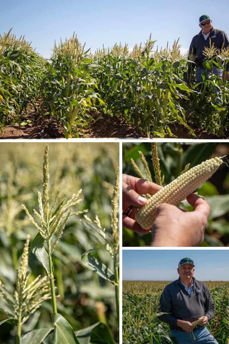 Five Crowns: Sweet Corn & Melons from Imperial Valley